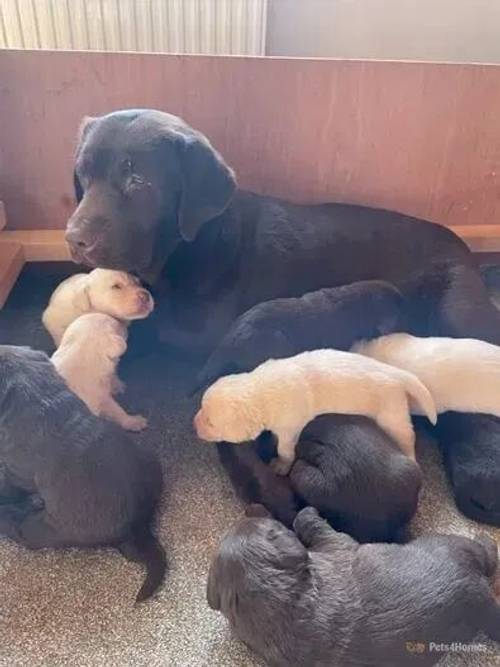 Labrador Puppies Chocolate & Cream for sale in Winnal, Herefordshire - Image 3