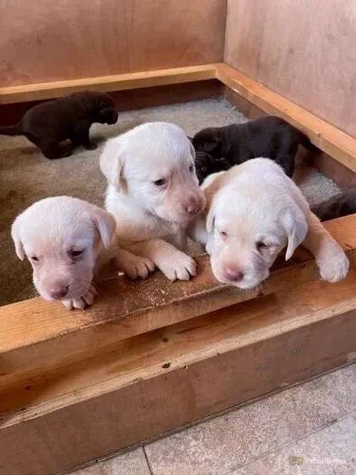 Labrador Puppies Chocolate & Cream for sale in Winnal, Herefordshire - Image 4