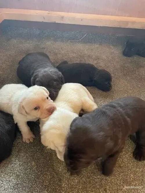 Labrador Puppies Chocolate & Cream for sale in Winnal, Herefordshire - Image 5