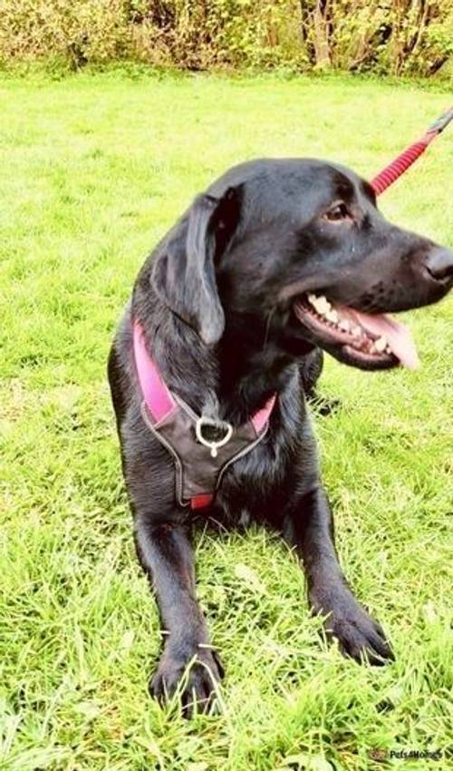 Beautiful Labrador Retriever Girl! for sale in Bolton, East Lothian - Image 2