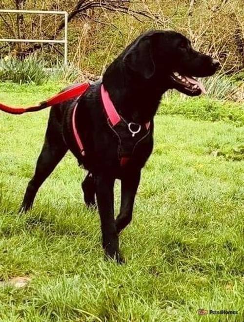 Beautiful Labrador Retriever Girl! for sale in Bolton, East Lothian - Image 3