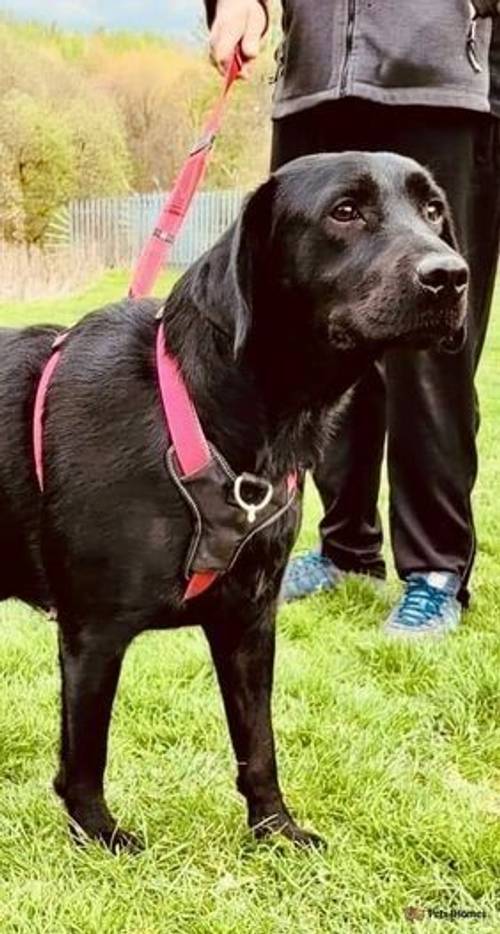 Beautiful Labrador Retriever Girl! for sale in Bolton, East Lothian - Image 4