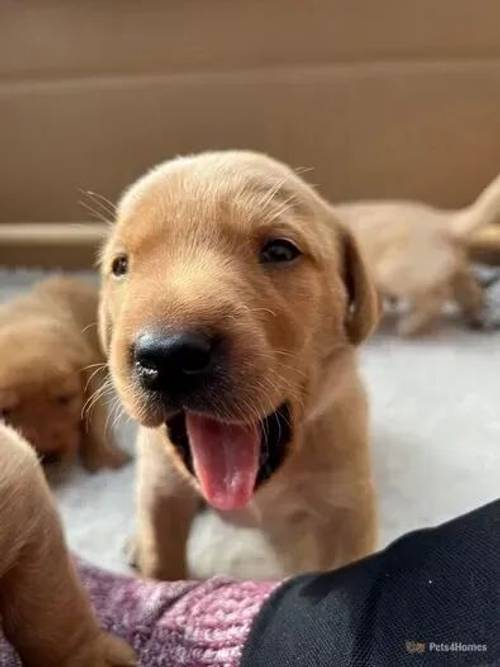 12 Red Fox Labrador Puppies for Sale in East Bergholt, Colchester - Image 1