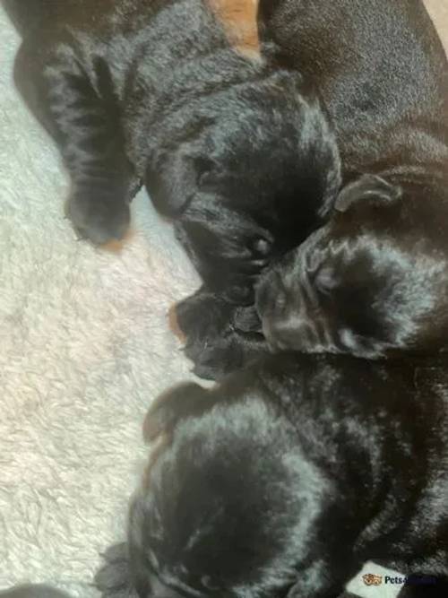 Labrador puppies READY THIS WEEK for sale in Filey, North Yorkshire - Image 4