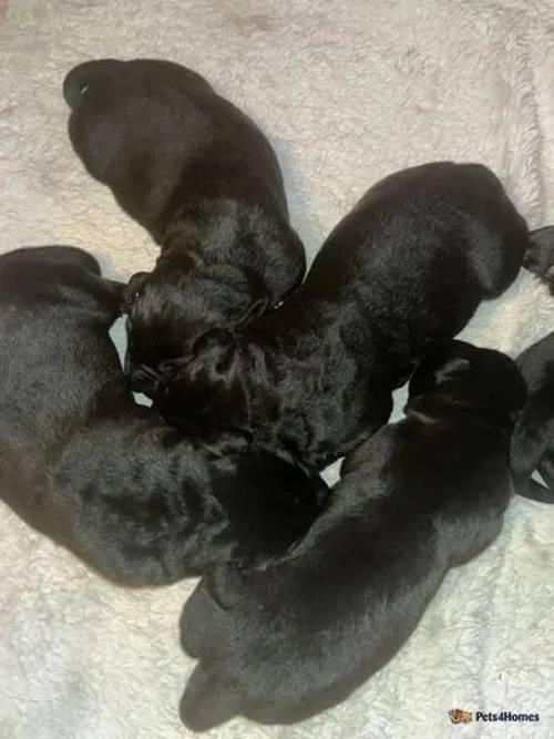 Labrador puppies READY THIS WEEK for sale in Filey, North Yorkshire - Image 5