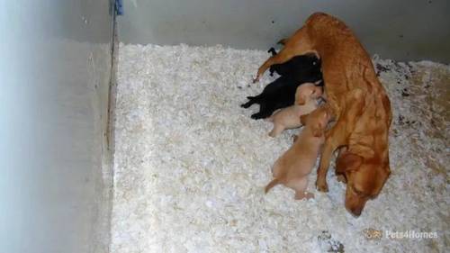 Salrowbra Gundogs health screened Pups for sale in Cropton, Pickering - Image 1