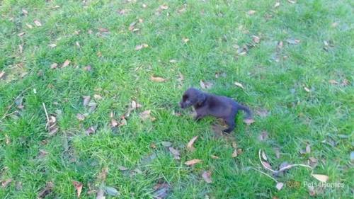 Salrowbra Gundogs health screened Pups for sale in Cropton, Pickering - Image 4