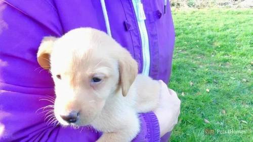 Salrowbra Gundogs health screened Pups for sale in Cropton, Pickering - Image 5