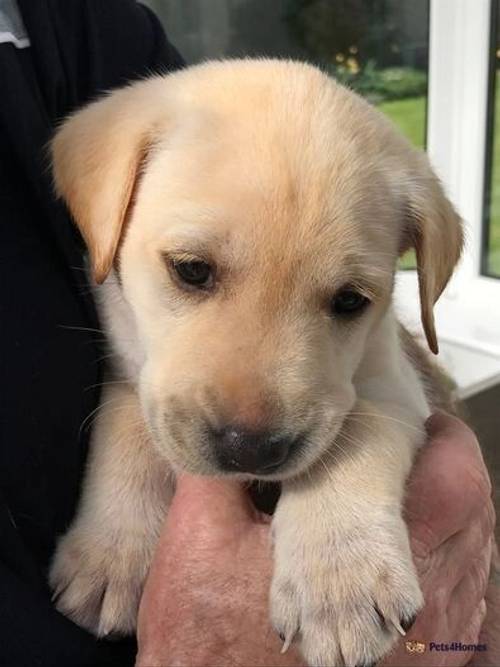 ALL RESERVED—-KC Reg Golden Labrador Puppies for sale in Bishop Auckland, County Durham - Image 2