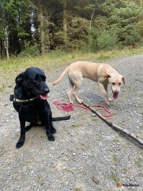 Beautiful KC Labrador puppies for sale in Traquair, Innerleithen - Image 2