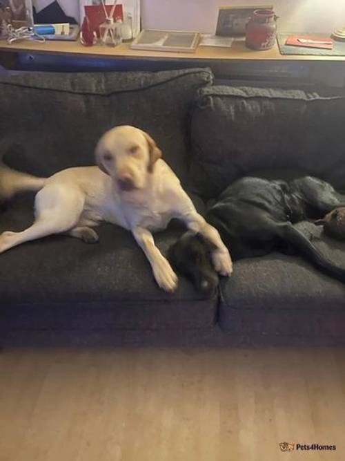 Beautiful KC Labrador puppies for sale in Traquair, Innerleithen - Image 4