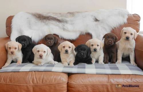 Quality Health Tested Labrador Puppies for sale in Swansea - Image 1