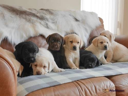 Quality Health Tested Labrador Puppies for sale in Swansea - Image 3