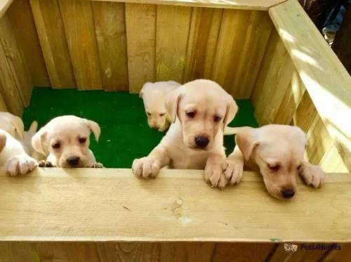 Labrador puppies for sale in Rawcliffe, Goole - Image 1