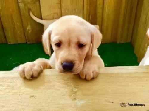 Labrador puppies for sale in Rawcliffe, Goole - Image 2