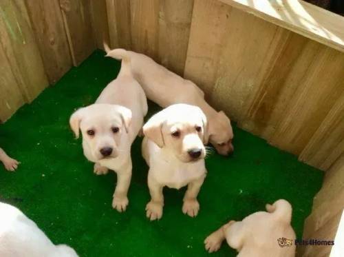 Labrador puppies for sale in Rawcliffe, Goole - Image 4