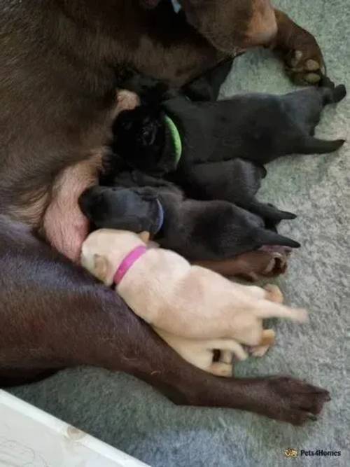 KC RegisterLabrador Retriever Pups (Working Stock) for sale in Upton, Northamptonshire - Image 1