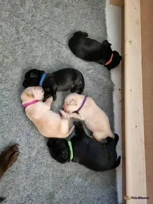 KC RegisterLabrador Retriever Pups (Working Stock) for sale in Upton, Northamptonshire - Image 2