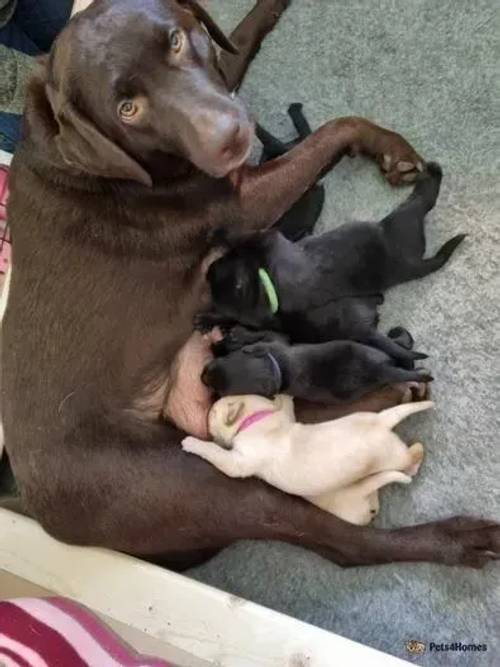 KC RegisterLabrador Retriever Pups (Working Stock) for sale in Upton, Northamptonshire - Image 4