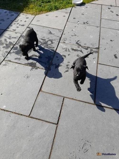 Black Labrador puppies for sale in Huntington, Herefordshire - Image 1