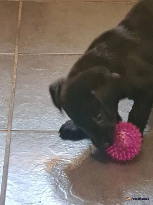 Price drop on beautiful labrador puppies for sale in Kettering, Northamptonshire - Image 1