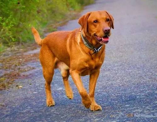 Price drop on beautiful labrador puppies for sale in Kettering, Northamptonshire - Image 5