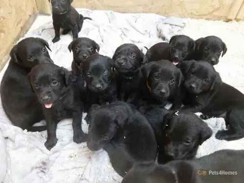 15 Black Labrador Puppies for sale in Boston, Lincolnshire - Image 1