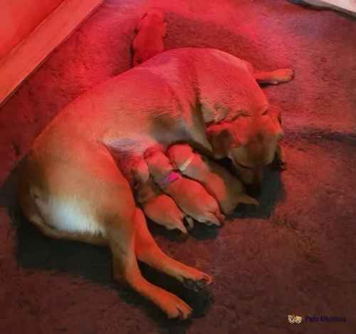 Fox Red Labradors| KC Reg | 3 Pups (1 Dog,2Bitch) for sale in Shawbury, Shrewsbury - Image 1