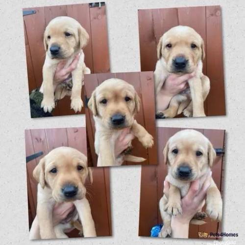 Beautiful Yellow Labrador Puppies For Sale in Crossgates, Scarborough - Image 1