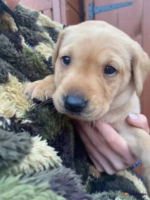 Beautiful Yellow Labrador Puppies For Sale in Crossgates, Scarborough - Image 3