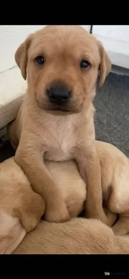 Beautiful Yellow Labrador Puppies For Sale in Crossgates, Scarborough - Image 4