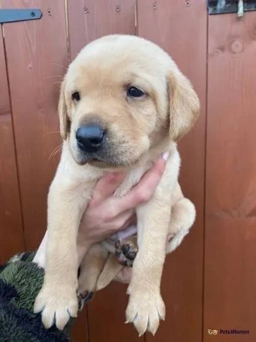 Beautiful Yellow Labrador Puppies For Sale in Crossgates, Scarborough - Image 5