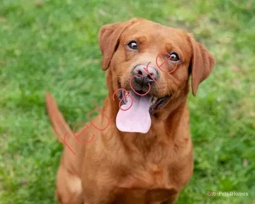 Reserve List for KC Golden and Red Pups Rdy EndMay for sale in Redmere, Ely - Image 1