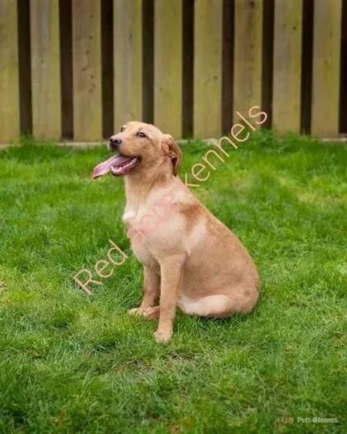 Reserve List for KC Golden and Red Pups Rdy EndMay for sale in Redmere, Ely - Image 4