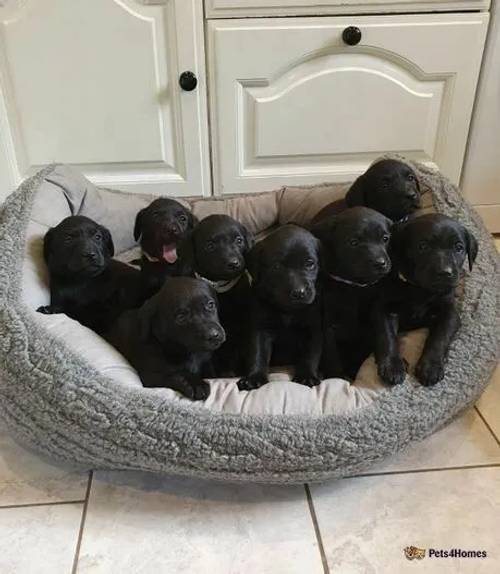 KC REG BLACK LABRADOR PUPPIES-DRAKESHEAD LINE for sale in Mellor Brook, Lancashire - Image 2