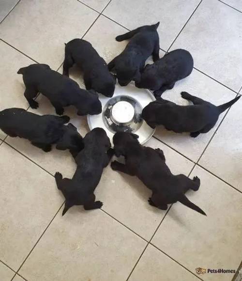 KC REG BLACK LABRADOR PUPPIES-DRAKESHEAD LINE for sale in Mellor Brook, Lancashire - Image 3