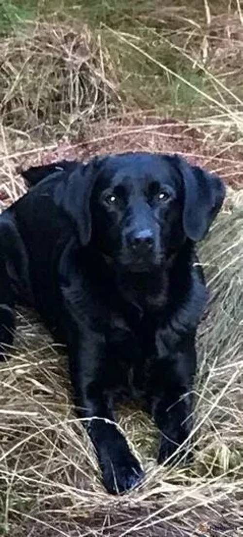 KC REG BLACK LABRADOR PUPPIES-DRAKESHEAD LINE for sale in Mellor Brook, Lancashire - Image 5