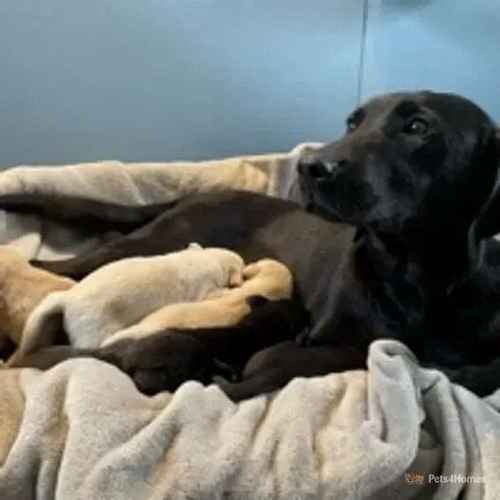 Fully health tested working Labradors for sale in Iverley, Stourbridge - Image 1