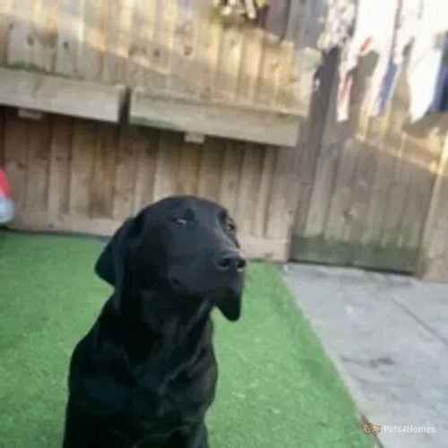 Part trained Extremely well bred labrador dog for sale in Brixham, Devon - Image 1