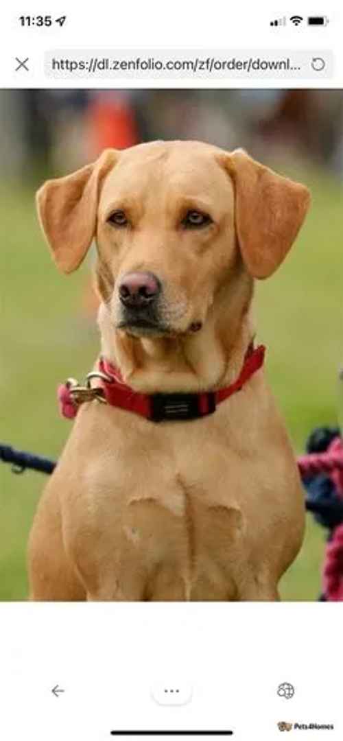 Fox Red Labrador puppies for sale in Booton, Norfolk - Image 1