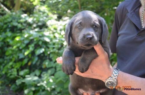 DREAMCOAT CHARCOAL BLUE LABRADOR BOY PUPPY for sale in Muswell Hill, Haringey, Greater London - Image 1