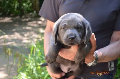 DREAMCOAT CHARCOAL BLUE LABRADOR BOY PUPPY for sale in Muswell Hill, Haringey, Greater London - Image 2