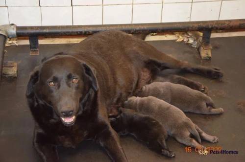 DREAMCOAT CHARCOAL BLUE LABRADOR BOY PUPPY for sale in Muswell Hill, Haringey, Greater London - Image 4