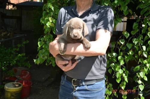 DREAMCOAT CHARCOAL BLUE LABRADOR BOY PUPPY for sale in Muswell Hill, Haringey, Greater London - Image 5