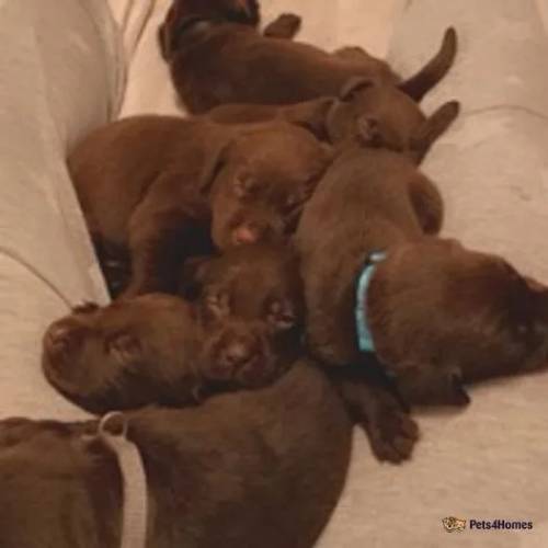 15 Stunning KC Dark Chocolate Labradors for sale in Rotherham, South Yorkshire - Image 1