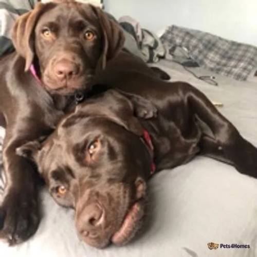 15 Stunning KC Dark Chocolate Labradors for sale in Rotherham, South Yorkshire - Image 4