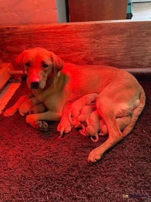 Stunning Litter of KC Registered Fox Red Lab pups for sale in Retford, Nottinghamshire - Image 1