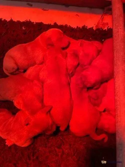 Stunning Litter of KC Registered Fox Red Lab pups for sale in Retford, Nottinghamshire - Image 2