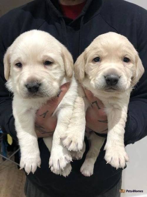 Charcoal and champagne Labrador puppies for sale in Stretton, Burton-on-Trent - Image 1