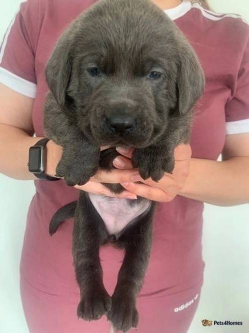 Charcoal and champagne Labrador puppies for sale in Stretton, Burton-on-Trent - Image 3